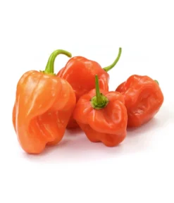 Chili 'Habanero', Orange -Pflanzen Promotion Geschäft 8833543 WE FS 003 ChiliHabaneroOrange