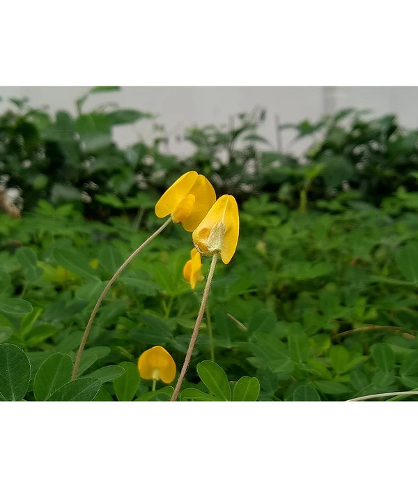 Bioland Erdnuss 2 Bioland Erdnuss – Bild 2