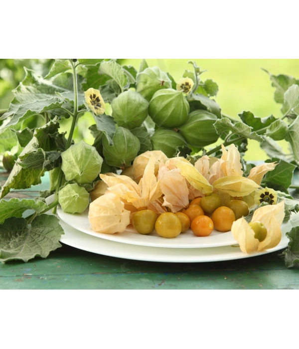 Dehner Ananaskirsche Physalis 1 Dehner Ananaskirsche Physalis