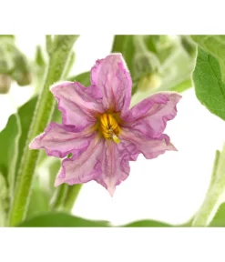 Pick-&-Joy® Aubergine Mit Früchten 7 Pick-&-Joy® Aubergine Mit Früchten -Pflanzen Promotion Geschäft 8838047 WE DE 001 PickandJoyAubergineT14