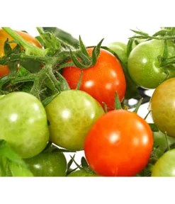 Pick-a-Tom® Cocktailtomate Mit Früchten, Rot -Pflanzen Promotion Geschäft 8838757 WE DE 001 PickaTomCherrytomateRotT14