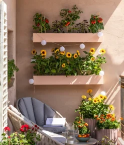 Pick-a-Tom® Cocktailtomate Mit Früchten, Rot -Pflanzen Promotion Geschäft 8838757 WE MO 001 SonnenbalkonPickaTom