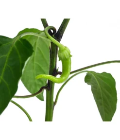 Türkische Peperoni -Pflanzen Promotion Geschäft 8839094 WE DE 001 TuerkischerPeperon