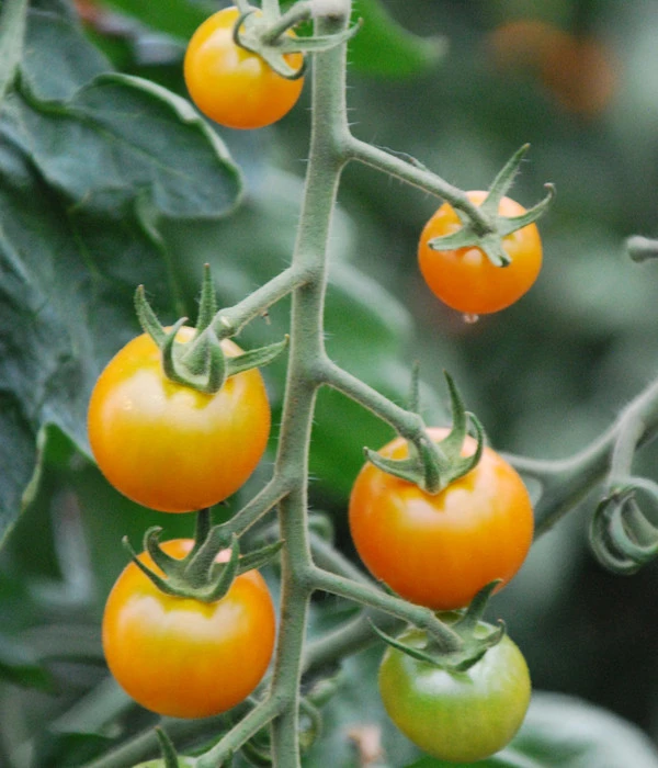 Cherrytomate 'Sungold' 4 Cherrytomate 'Sungold' – Bild 4