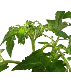 Cherrytomate 'Sungold' 9 Cherrytomate 'Sungold' -Pflanzen Promotion Geschäft 8839326 WE DE 002 TomateSundgoldCocktailGelb