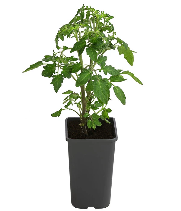 Cherrytomate 'Sungold' 2 Cherrytomate 'Sungold' – Bild 2