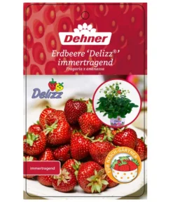 Erdbeere 'Delizz' 6 Erdbeere 'Delizz' -Pflanzen Promotion Geschäft 8840274 ErdbeereDelizzImmertragend Etikett 1