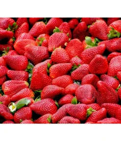 Erdbeere 'Delizz'