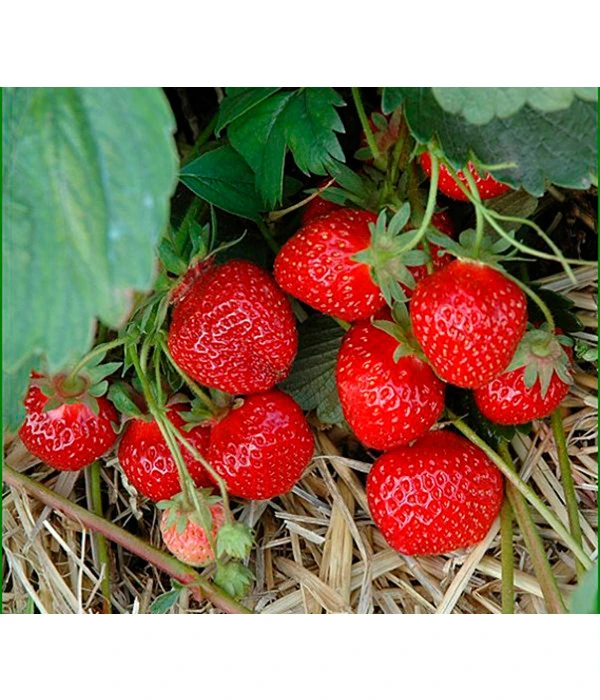 Erdbeere 'HUMMI® Rimona' 1 Erdbeere 'HUMMI® Rimona'