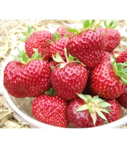 Erdbeere 'Hummi®-Meraldo'