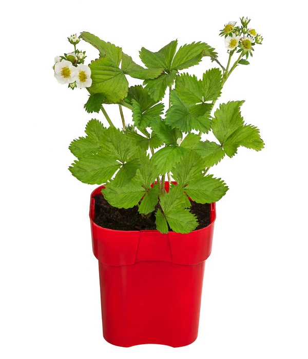 XXL Erdbeere 'Maxim' 1 XXL Erdbeere 'Maxim'