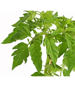 Bioland Fleischtomate -Pflanzen Promotion Geschäft 8842627 WE DE 001 BioFleischtomateT12DehnerExpressHerzig