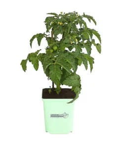 GREENBAR® Naschtomate