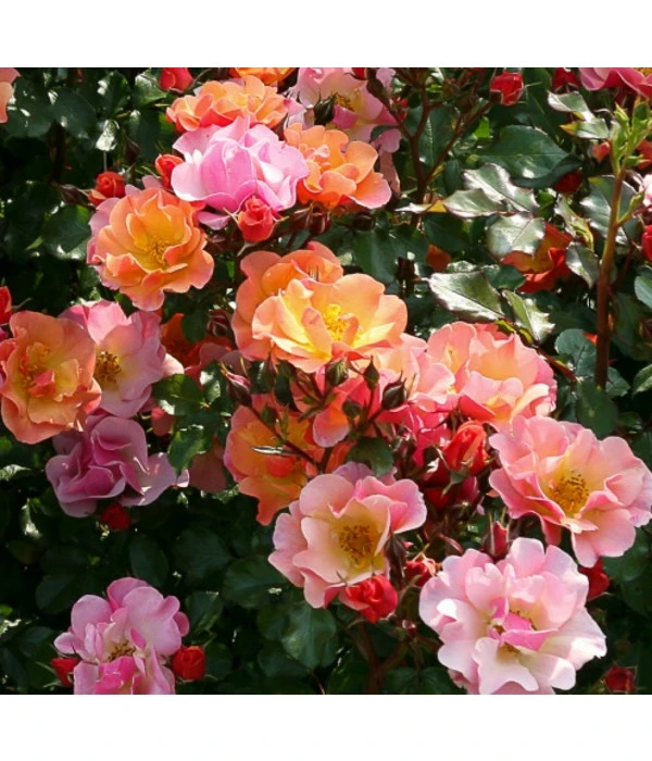 Bodendeckerrose 'Jazz®' 2 Bodendeckerrose 'Jazz®' – Bild 2