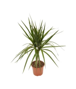 Zimmerpflanzen-Set Drachenhöhle, 4-teilig -Pflanzen Promotion Geschäft X008221137 BildFS 001 DrachenbaumSortenmixDracaenaMix