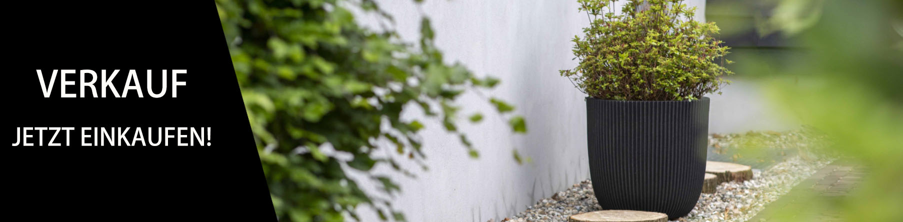 Pflanzen Promotion Geschäft -Pflanzen Promotion Geschäft FGHJFHJ